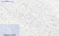 mTOR (phospho Ser2448) Polyclonal Antibody